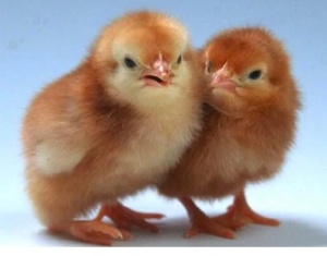 Цыплята Ломан Браун (курочки)